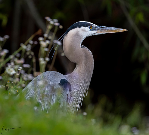GreatBlueHeronVeniceRookery20190401_0255