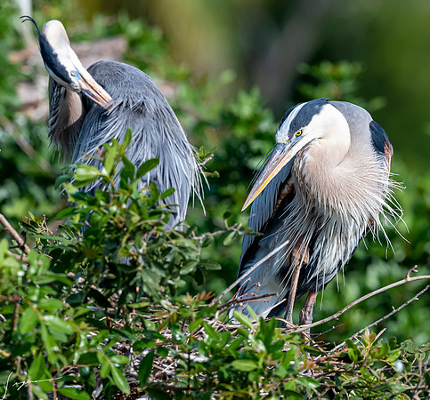 VeniceRookery20190401_0728