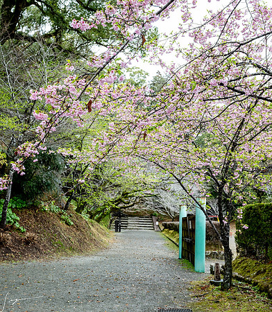 20250304AburatsuJapan_0333