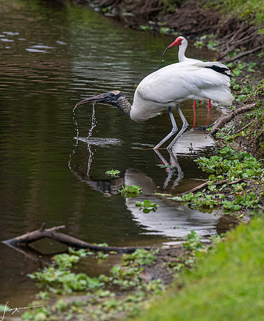 NorthLakesNestingArea20190408_0243