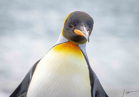 King Penguin SouthGeorgiaFortunaBay20200311_0160