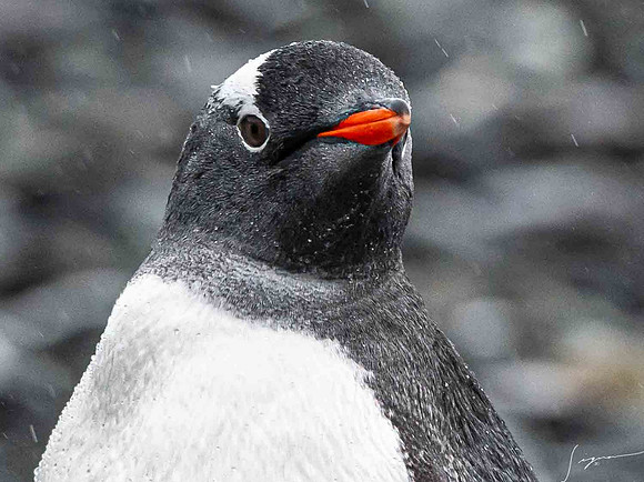 Gentoo Penguin YankeeHarbor20200304_0309