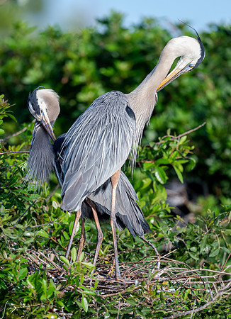 GreatBlueHeronVeniceRookery20190401_0309
