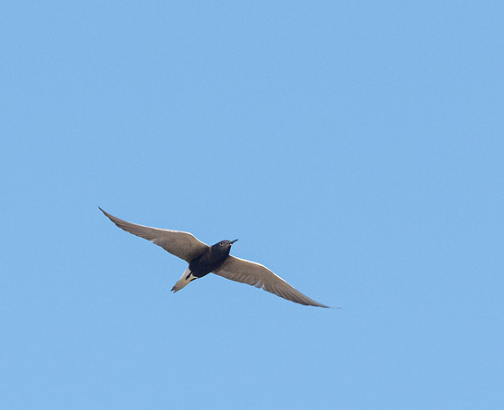 Black Tern Breeding Adult Galveston20210507_0925