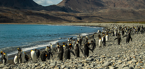 King Penguin South Georgia_DSC4043