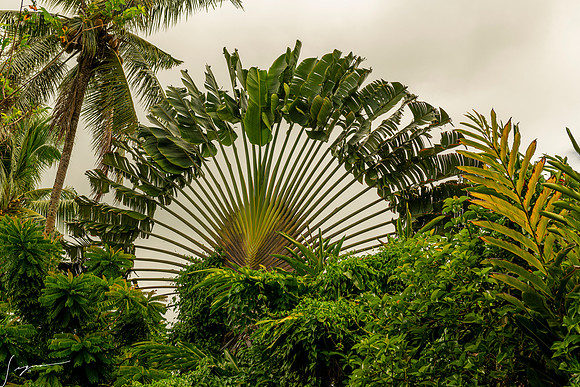 PagoPagpAmericanSamoa20191114_0061