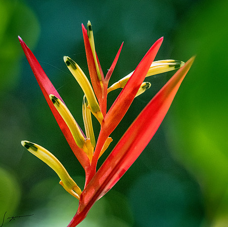 NeiafuVavauTonga20191129_0020