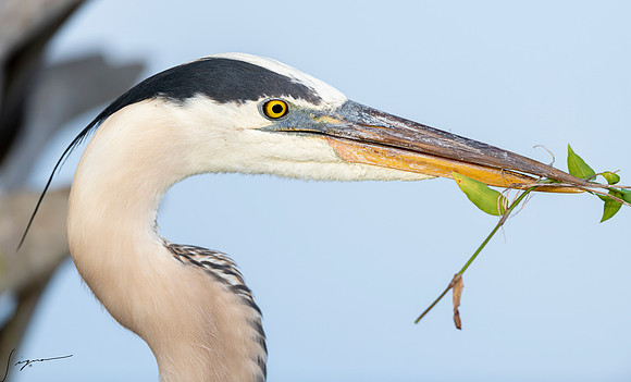GreatBlueHeronVeniceRookery20190401_0270
