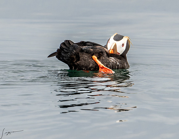 Tufted Puffin Breeding Adult SanJuanIsland WA 20210527_0824