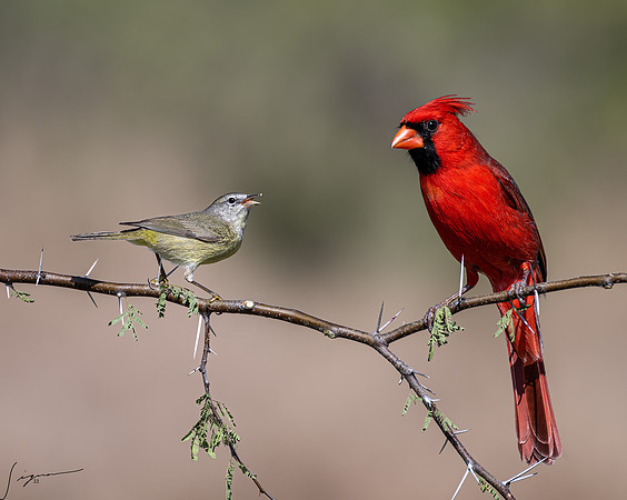Orange-crowned Warbler Immature and Northern Cardinal Male      _DSC6958-Edit