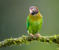 Laguna De Lagarto Lodge 0720