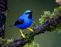 Laguna De Lagarto Lodge 0721