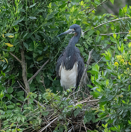Tri-Colored Heron Galveston TX-County Parks 20210508_0325-Edit