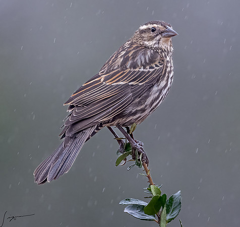Female Red-winged Blackbird _DSC7592-Edit