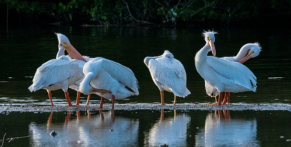 DingDarlingNWR20190402_1375-Edit