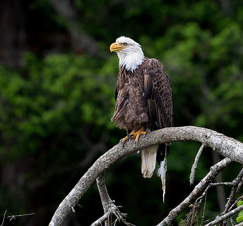 SeabeckWA20210526_0010-NEF_DxO_DeepPRIME-Edit