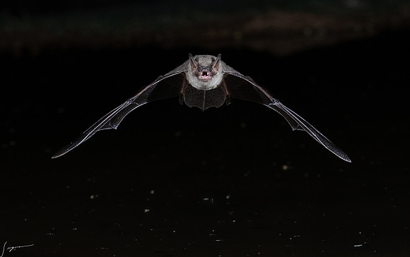 Arizona Brown Bat ElephantHeadPond_20220507_1680-Edit