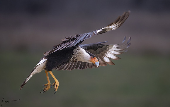Crested Caracara Adult     _DSC4004-Edit