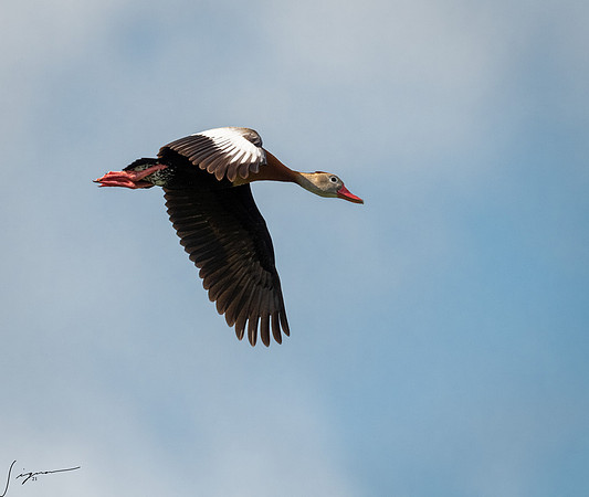 Bkack-bellied Whistling Duck Galveston TX-County Parks 20210508_0265-Edit