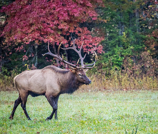 Great Smokey Mountain National Park