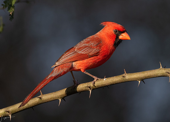 Northern Cardinal Male      _DSC8034-Edit