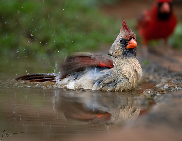 Pyrrhuloxia Female  _DSC6797-Edit