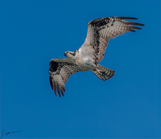 BlueCypressLake20190411_0150-Edit