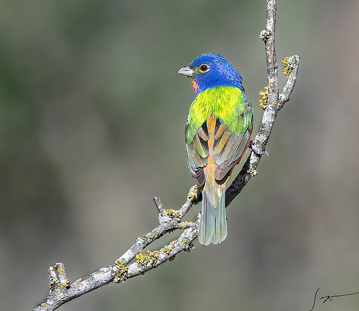 Painted Bunting Male LaLomitaRanch20210502_0048-Edit