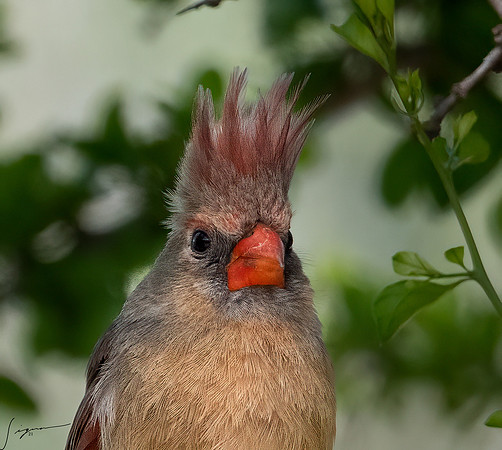 Northern Cardinal Female LaLomitaRanch20210501_0219-Edit