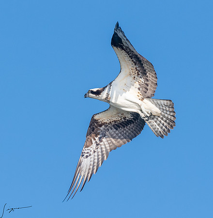 BlueCypressLake20190412_0631