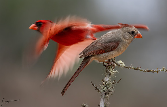 Northern Cardinal _DSC6905-Edit