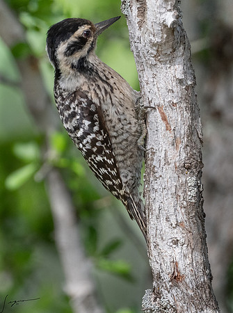 Ladder-backed Woodpecker FemaleLaLomitaRanch20210501_0445