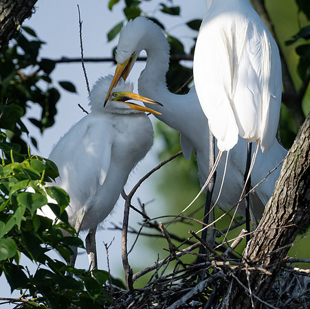 Great Egret and Chicks Galveston TX-County Parks 20210508_01320132