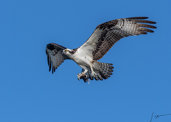 BlueCypressLake20190412_0786