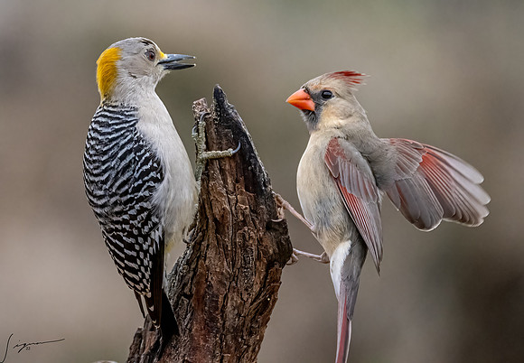 Female Golden-fronted Woodpecker Northern Cardinal _DSC2394-Edit