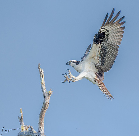 BlueCypressLake20190411_0209