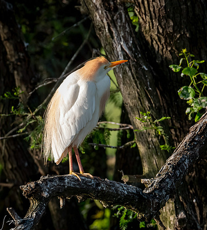Cattle Egret County Park Galveston TX-County Parks 20210508_0005-Edit