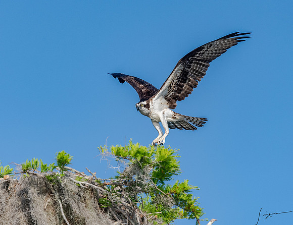 BlueCypressLake20190412_0704