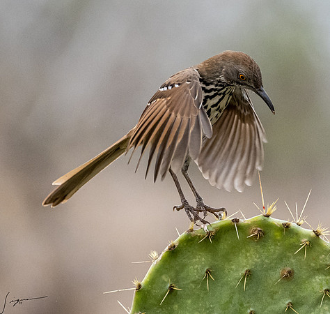 Curve-billed Thraser _DSC0066