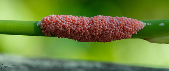 AppleSnailEggsInvasiveCorkscrewSwamp20190405_0142