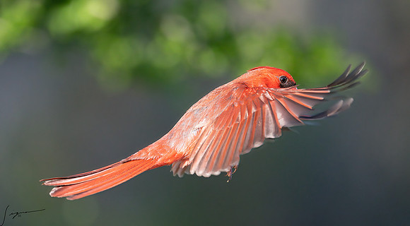 Northern Cardinal Male LaLomitaRanch20210502_0943-Edit-2