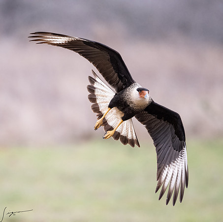 Crested Caracara Adult     _DSC5080-Edit