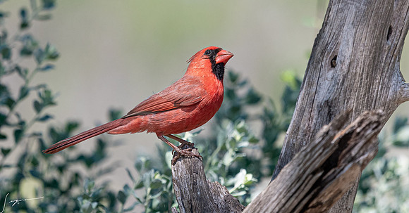 Northern Cardinal Male LaLomitaRanch20210501_0001