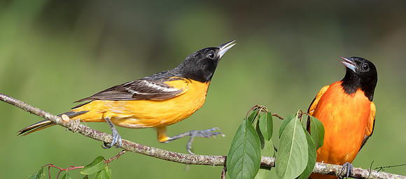 Baltimore Oriole  Male (R) Orchard Oriole Male (L) Galveston20210508_0109-Edit
