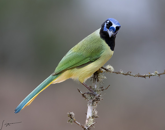 Green Jay _DSC6939-Edit