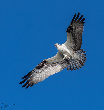 BlueCypressLake20190412_0877