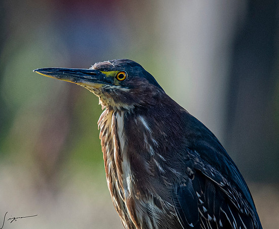 GreenHeronJuvenile SarasotaCeleryFields20190328_0000