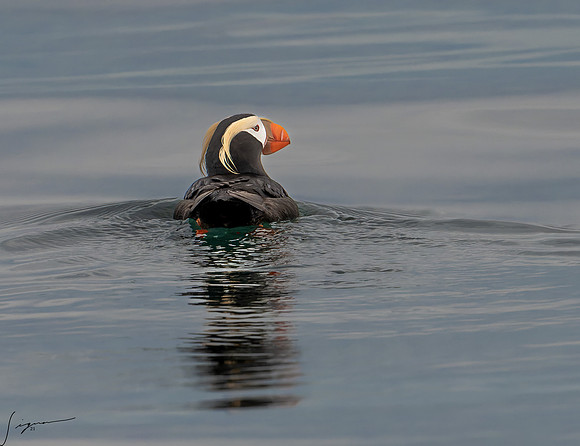 Tufted Puffin Breeding Adult SanJuanIsland WA 20210527_0272