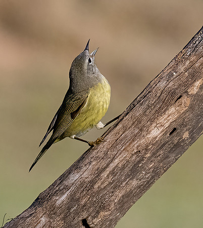 Orange-crowned Warbler Immature _DSC7919-Edit