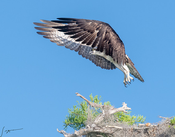 BlueCypressLake20190412_0626